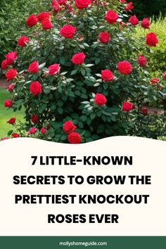 a red rose bush with the words 7 little - known secrets to grow the prettiest knockout roses ever