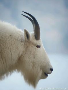 an animal with long horns is standing in the snow and looking off into the distance