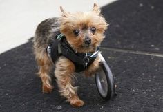 a small brown dog riding on top of a black wheelie toy bike in the street