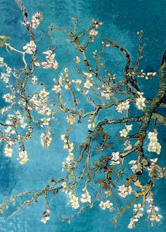 the branches of an almond tree with white flowers are reflected in blue water on a sunny day