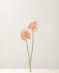 two pink flowers in a glass vase on a table