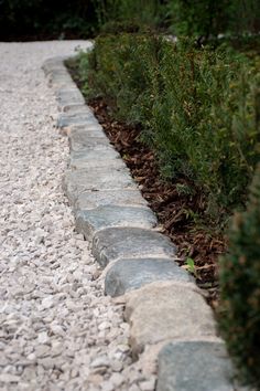 a cat is sitting on the edge of a stone path near some bushes and rocks