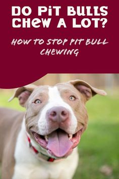 a dog with its tongue out and the words do pit bulls chew a lot?