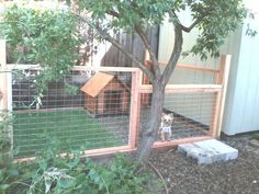 a small dog is sitting in his kennel at the back of the house and looking into the yard