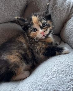 a small kitten laying on top of a white blanket