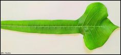 a large green leaf laying on top of a white surface