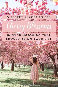 a woman standing under pink blossom trees with the words 5 secret places to see cherry blossoms in washington dc that should be on your list