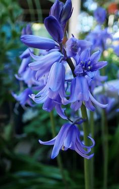 purple flowers are growing in the garden