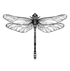 a black and white drawing of a dragonfly