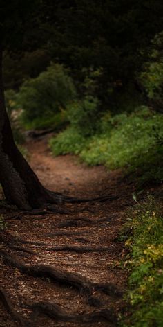 a bear is standing on a path in the woods