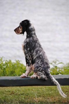 a black and white dog sitting on top of a wooden bench next to the water