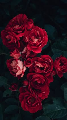 red roses are blooming in the dark, with green leaves around them and on top of each other