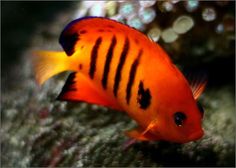 an orange and black striped fish swimming in the water