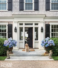 a dog sitting in front of a house with blue hydrangeas on the porch