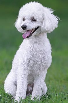 a white poodle sitting in the grass with its tongue out and it's tongue hanging out