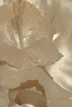 a white flower with water droplets on it