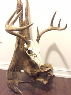 a deer's skull is sitting on top of a piece of driftwood in front of a white wall