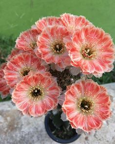 a bunch of pink flowers sitting in a vase on a stone slab outside with green grass behind them