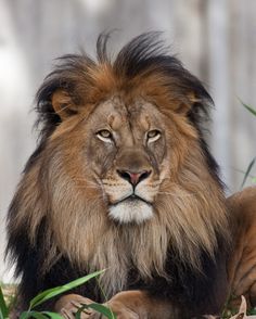 a lion laying down in the grass