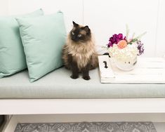 a cat sitting on a bench next to some pillows and a vase with flowers in it