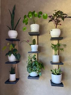 there are many potted plants on the shelves