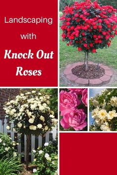 landscaping with knack out roses