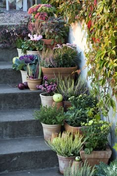 many potted plants are lined up on the steps