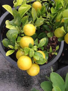 some lemons are growing in a pot on the ground