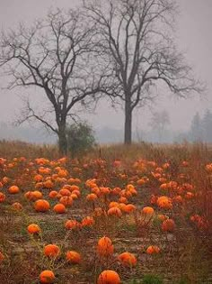 a field full of pumpkins with trees in the background on a foggy day