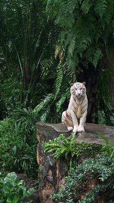 a white tiger sitting on top of a rock surrounded by plants and trees in the jungle