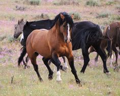 a group of horses running through a field with wildflowers in the foreground