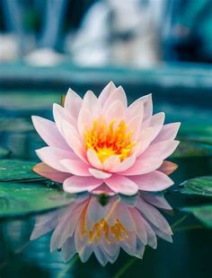 a pink waterlily floating on top of a green leafy pond filled with water