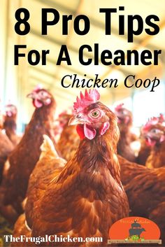 chickens with the words 8 pro tips for a cleaner chicken coop in front of them