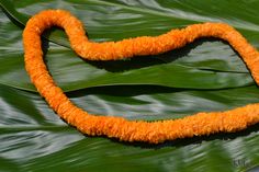 a long orange string on top of a green leaf