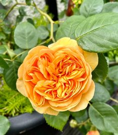 an orange flower with green leaves in the background