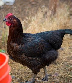 a black and red rooster standing next to a plastic orange bucket on the ground in front of some dry grass