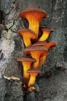 a group of mushrooms growing on the side of a tree