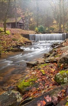 a stream running through a forest filled with lots of trees and leaves on the ground