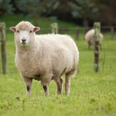 a sheep standing on top of a lush green field next to a wooden post fence