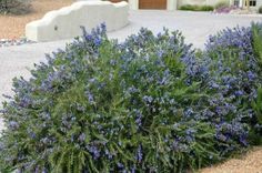 some very pretty blue flowers in front of a house