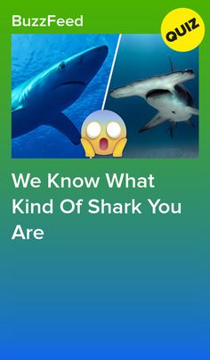 an image of a shark and another animal with the words, we know what kind of shark