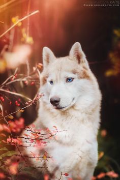 a white dog with blue eyes is sitting in the bushes and looking at the camera