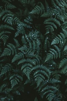 green leaves with water droplets on them in the dark night time, close up view