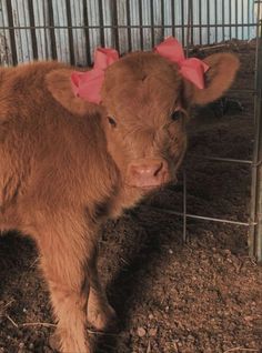 a baby cow with pink bows standing in the dirt next to a caged area