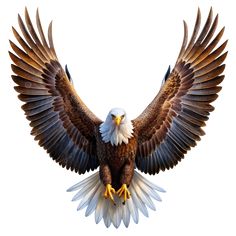 an eagle is flying with its wings spread out and it's talons outstretched