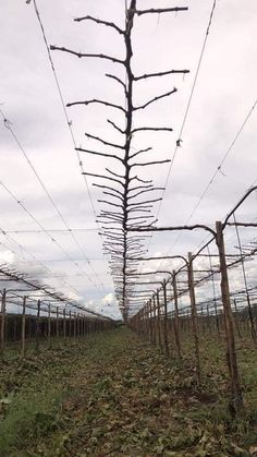 vines growing on the side of a fence in an open field with power lines above them