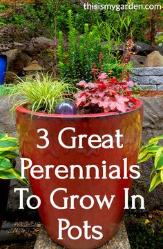 three potted plants with the words 3 great perennials to grow in pots on top