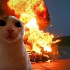 a cat is looking at the camera with an explosion in the background