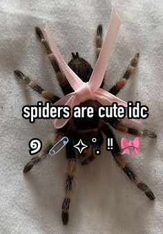 a spider with pink ribbon on it's head and the words spiders are cute id