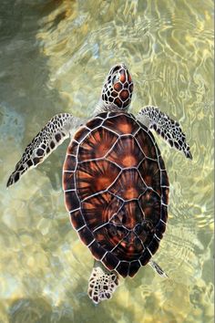 a sea turtle swimming in clear blue water